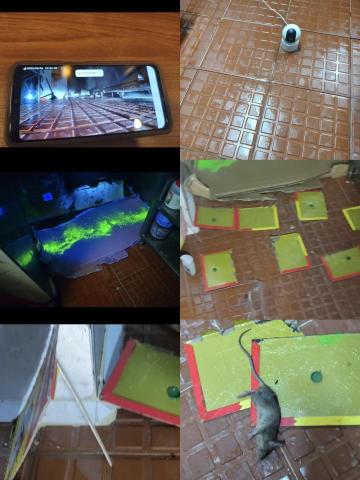 滅鼠 - 洛陷阱 滅鼠 - 洛陷阱