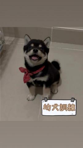 Kee_dog training - 2.5個月 柴犬 幼犬訓練 Kee_dog training - 2.5個月 柴犬 幼犬訓練