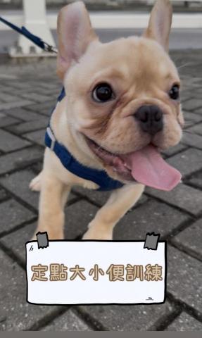 Kee_dog training - 3個月 法虎 定點大小便訓練 Kee_dog training - 3個月 法虎 定點大小便訓練