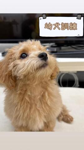 Kee_dog training - 3個月 貴婦 幼犬訓練 Kee_dog training - 3個月 貴婦 幼犬訓練