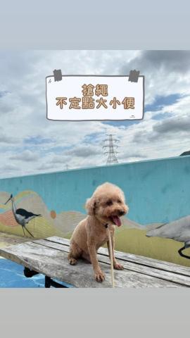 Kee_dog training - 8歲 貴婦 定點大小便訓練 搶繩 Kee_dog training - 8歲 貴婦 定點大小便訓練 搶繩