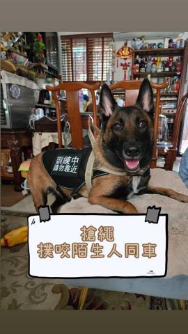 Kee_dog training - 4歲 馬蓮萊 搶繩 撲咬陌生人 追車 Kee_dog training - 4歲 馬蓮萊 搶繩 撲咬陌生人 追車