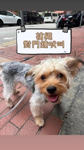 Kee_dog training - 3歲 約瑟爹利 對門鐘吠叫 Kee_dog training - 3歲 約瑟爹利 對門鐘吠叫