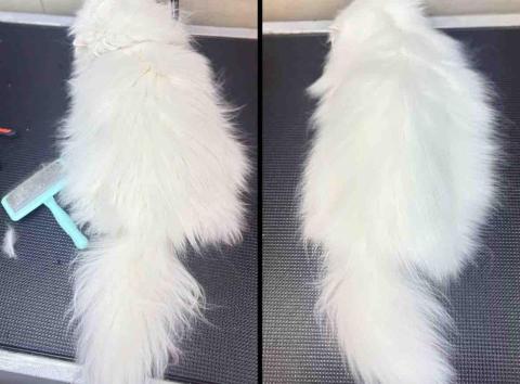 PetStory - 半年一次，貓洗護美容