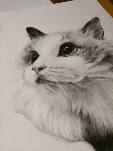 Artful Studio - 素描動物 Artful Studio - 素描動物