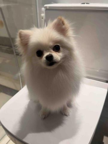 threemomo -  threemomo -