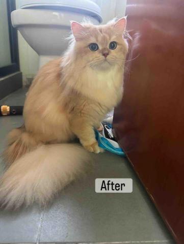 threemomo -  threemomo -