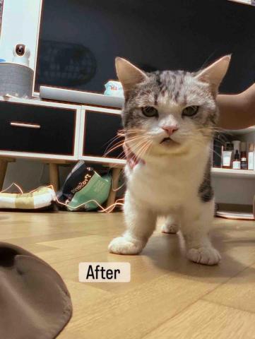 threemomo -  threemomo -