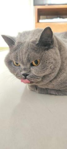 The pros providing tiu keng lingLing ling