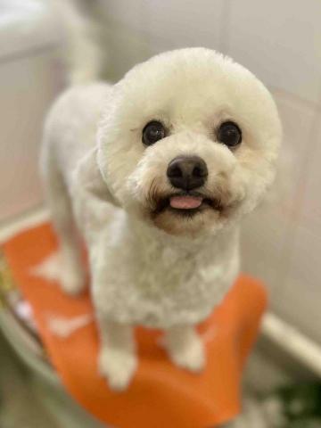 Love.pets_grooming - 剷身留頭尾