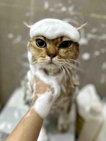 Love.pets_grooming - 貓貓沖涼