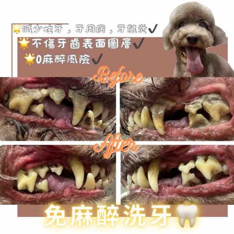 Love.pets_grooming - 免麻醉洗牙