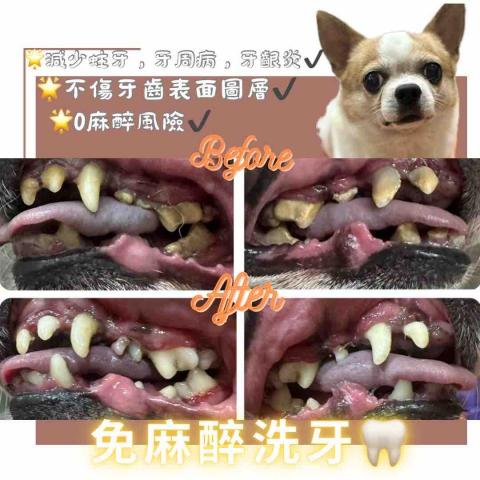 Love.pets_grooming - 免麻醉洗牙