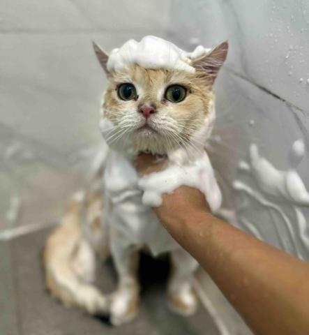 Love.pets_grooming - 貓貓沖涼