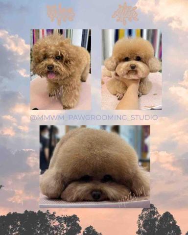 MMWM_pawgrooming_studio - 