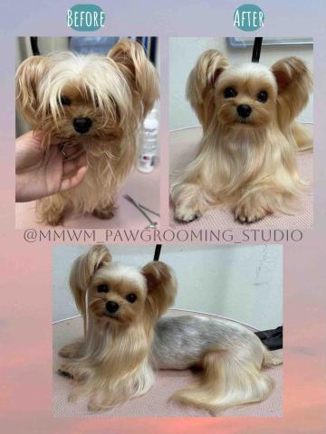MMWM_pawgrooming_studio - 