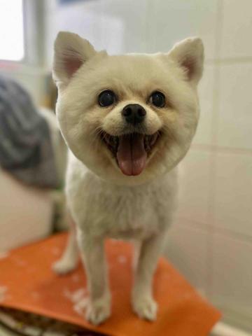 Love.pets_grooming - 剷身留頭尾