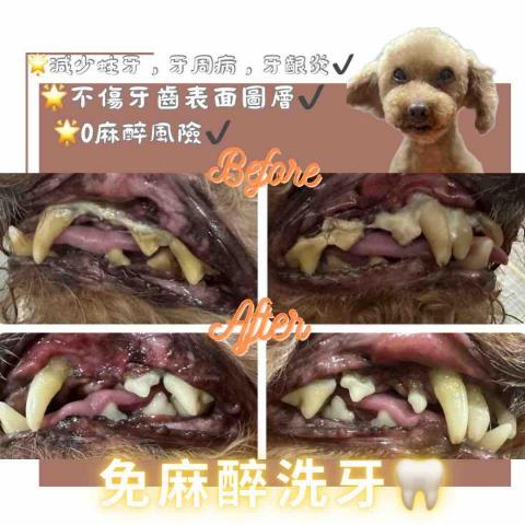 Love.pets_grooming - 免麻醉洗牙