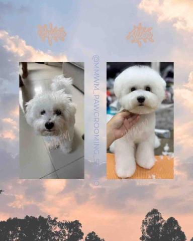 MMWM_pawgrooming_studio - 