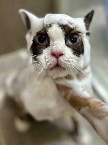 Love.pets_grooming - 貓貓沖涼