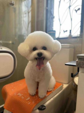 Love.pets_grooming - 半手剪