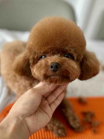 Love.pets_grooming - 剷身留頭尾