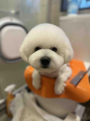 Love.pets_grooming - 剷身留頭尾