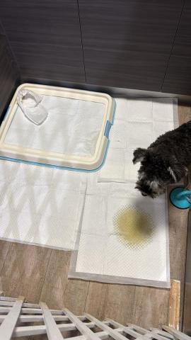 黑面羊動物傳心貓犬訓練 - 幼犬定點大小便訓練中
 黑面羊動物傳心貓犬訓練 - 幼犬定點大小便訓練中