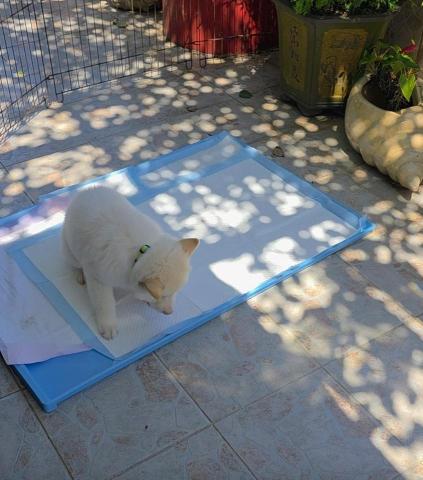 黑面羊動物傳心貓犬訓練 - 幼犬定點大小便訓練 黑面羊動物傳心貓犬訓練 - 幼犬定點大小便訓練