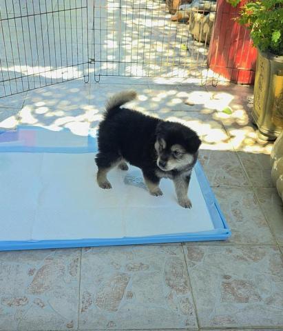 黑面羊動物傳心貓犬訓練 - 幼犬學習定點大小便 黑面羊動物傳心貓犬訓練 - 幼犬學習定點大小便