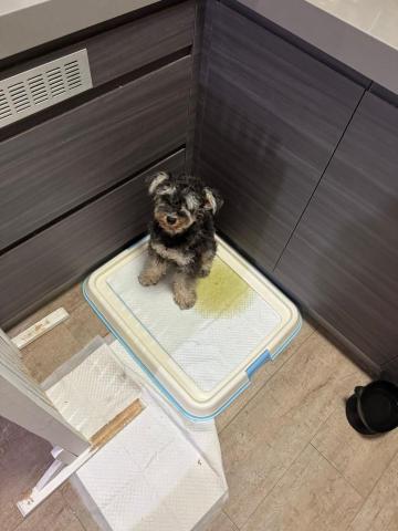 黑面羊動物傳心貓犬訓練 - 幼犬定點大小便訓練完成 黑面羊動物傳心貓犬訓練 - 幼犬定點大小便訓練完成