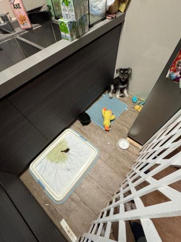 黑面羊動物傳心貓犬訓練 - 幼犬定點大小便以穩定 黑面羊動物傳心貓犬訓練 - 幼犬定點大小便以穩定