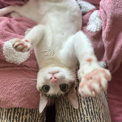 提供屯門診所招聘服務的專家Yiu