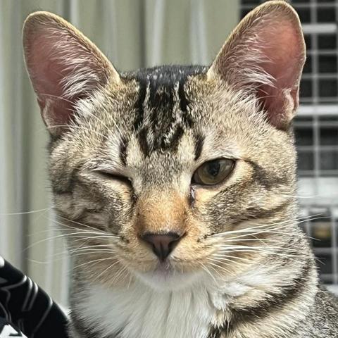 提供僱員再培訓局 大學生服務的專家Tsz Kin