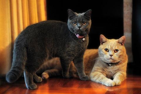 Shun Sir - 受聘寵物拍攝作品