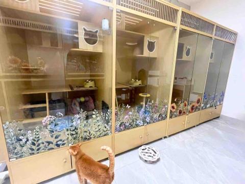 晨熹貓舍|貓酒店及上門保母服務 -  晨熹貓舍|貓酒店及上門保母服務 -