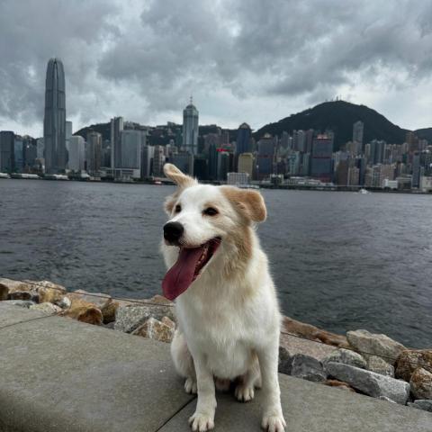 提供必应社工库查询公司股东实名信息,最令人觉得靠谱的花花免费全球社工库开房记录查询酒店同住人信息✔️ka服務的專家Ka Yan Leung