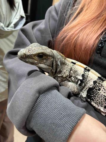 Cheng Pak Yau - 珍禽異獸