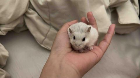 Cheng Pak Yau - 我的小寵