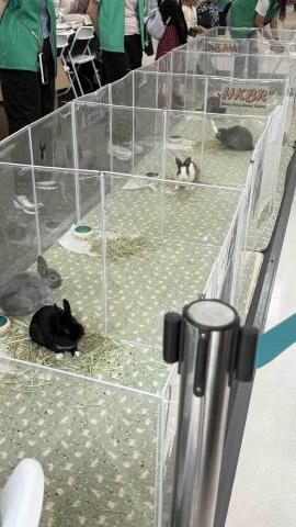 Cheng Pak Yau - 義工服務