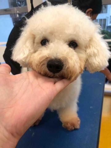 🐾Dog come Dog HK - 