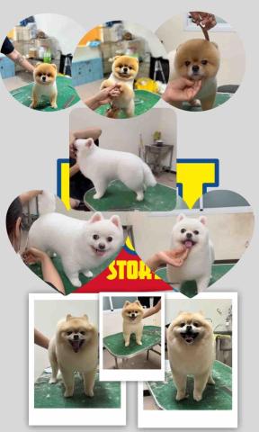 PetStory - 松鼠全手剪系列?海豹裝+俊介裝✂️