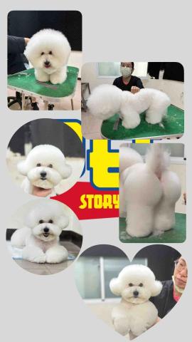 PetStory - ?大屁屁+布朗熊頭?