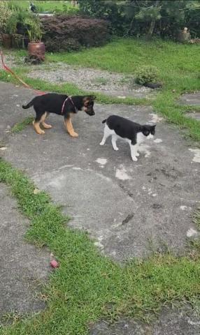 私人接寵物的工作的沒有公司純屬喜歡寵物 - 這是我自己養的德牧，因為我自己是開過寵物店的，為了救助，流浪狗，我把自己的寵物店幫沒了，所以我又改行了因為我確實喜歡寵物，有的事情，只需要真誠相待，用人不疑，疑人不用，就是這樣