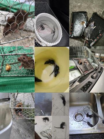 滅鼠 - 。 滅鼠 - 。