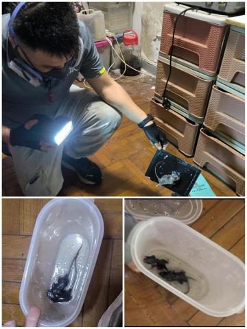 滅鼠 - 。 滅鼠 - 。