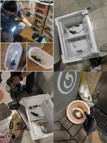 滅鼠 - 。 滅鼠 - 。