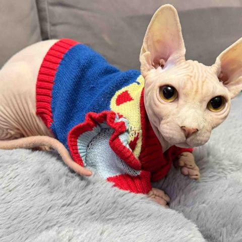 提供寵物移民葡萄牙費用服務的專家katiefong