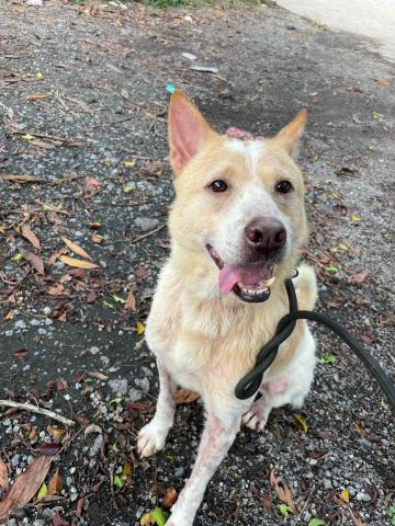 Dog walker M The pros providing carpet shampoo services near meDog walker M