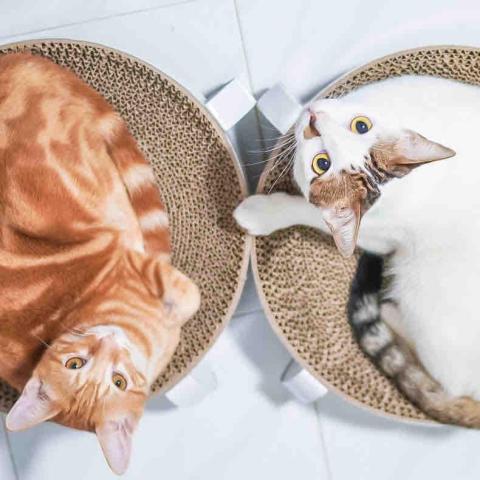 提供上門照顧老人收費服務的專家shanjok elements